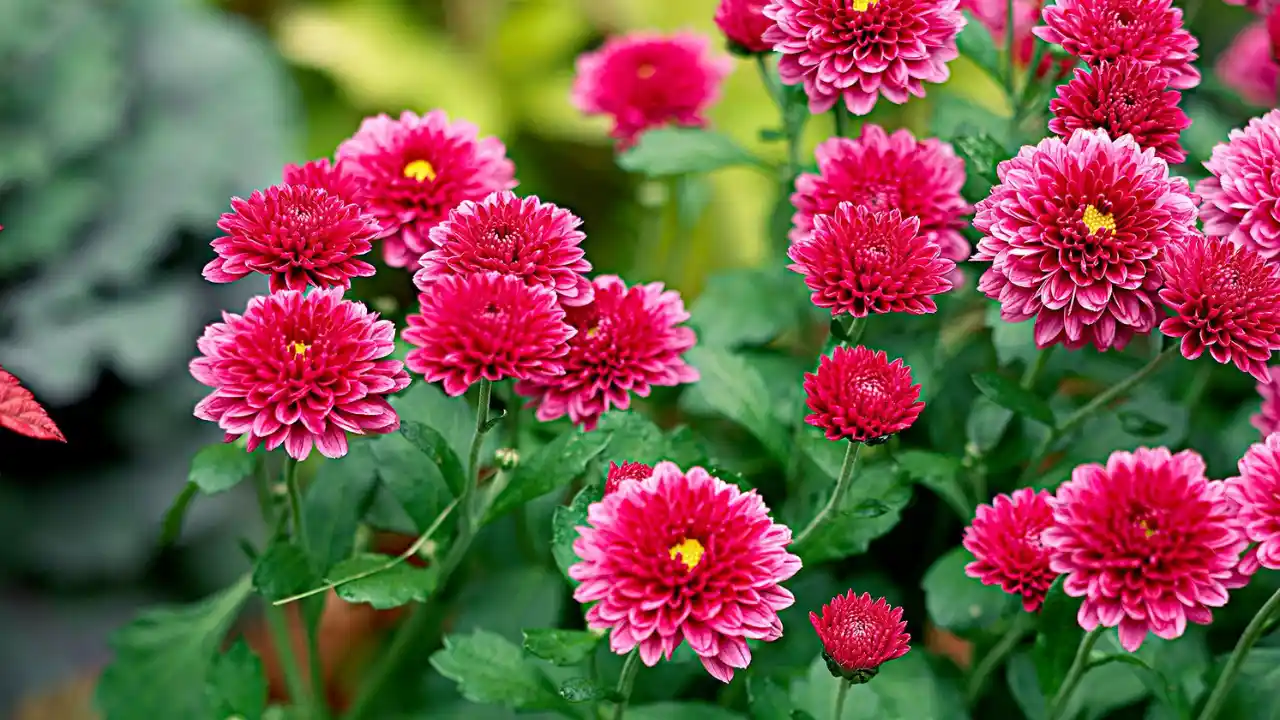 Are Chrysanthemums Annuals Or Perennials