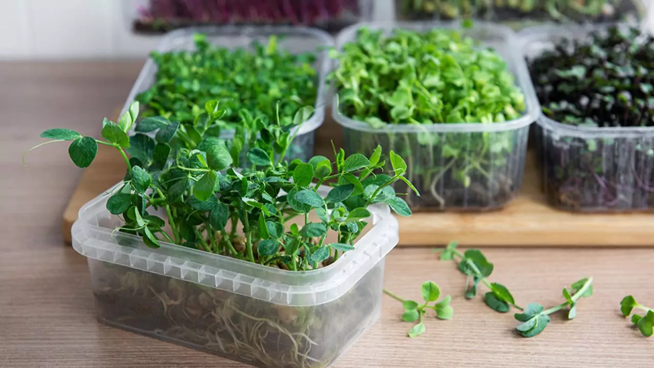 My Favorite Trays for Growing Microgreens at Home 4 Growing Microgreens