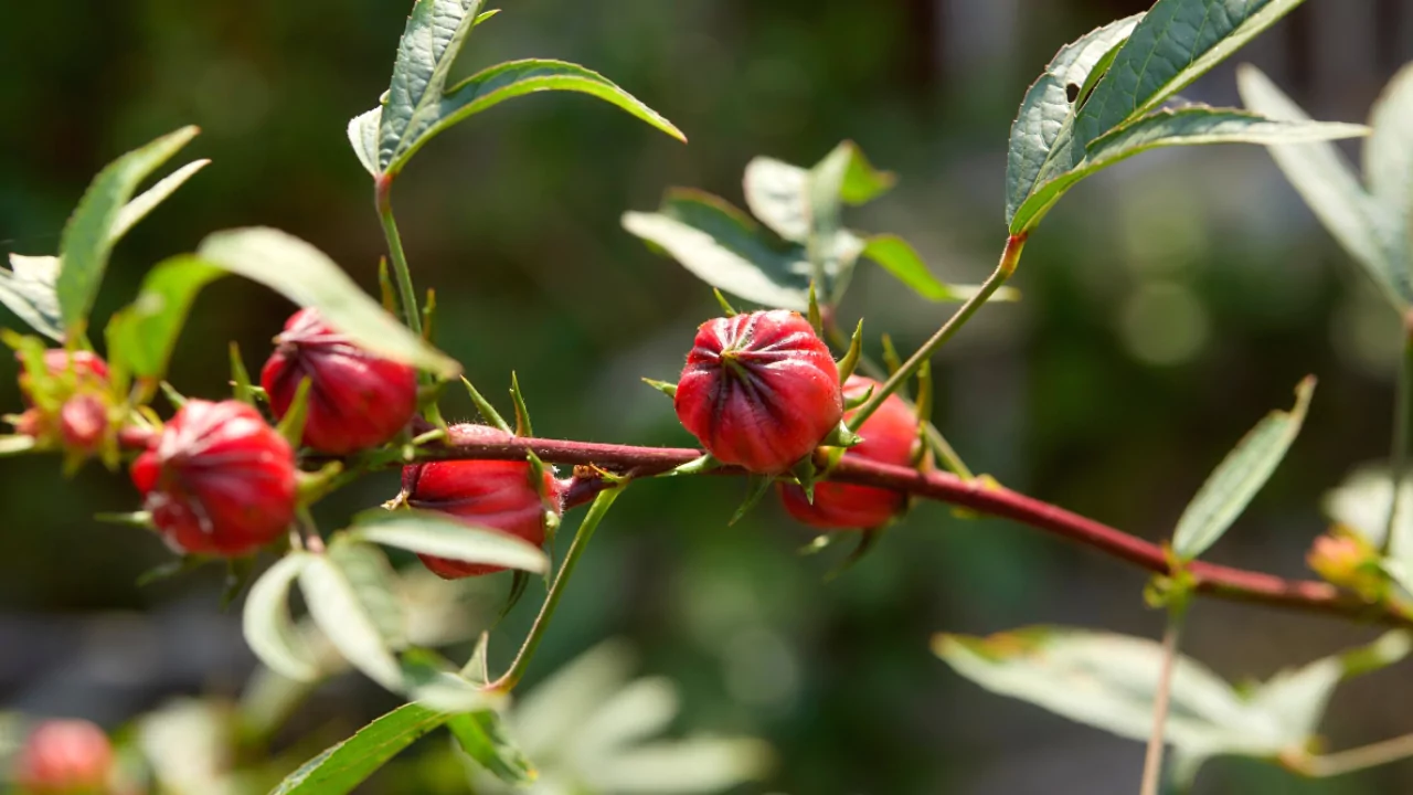 How to Grow Roselle from Cutting