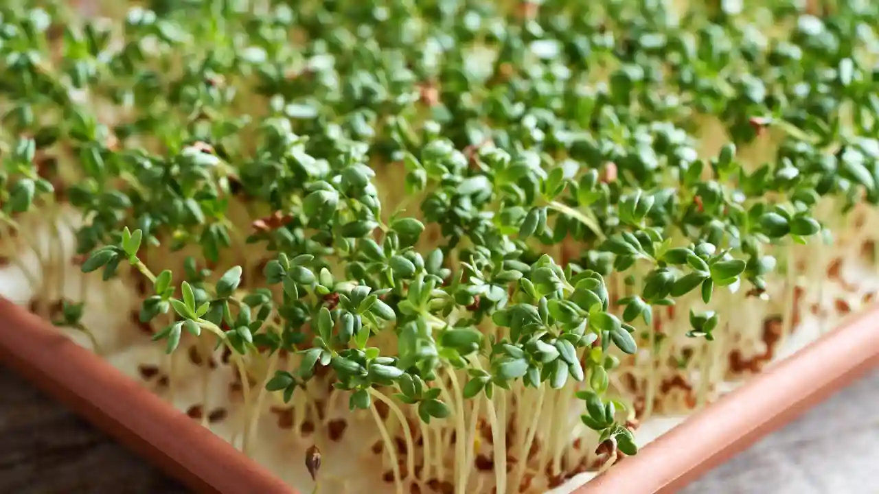How to Grow Watercress from Cuttings? 2 Growing cress care 1