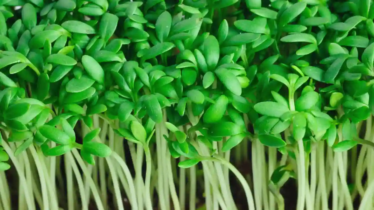 How to Grow Watercress from Cuttings? 3 Growing cress care 2