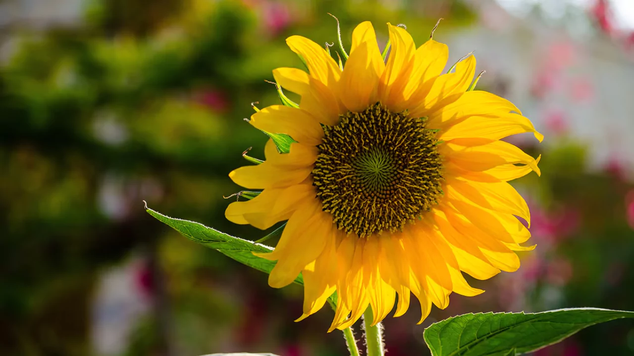 Growing dwarf sunflowers