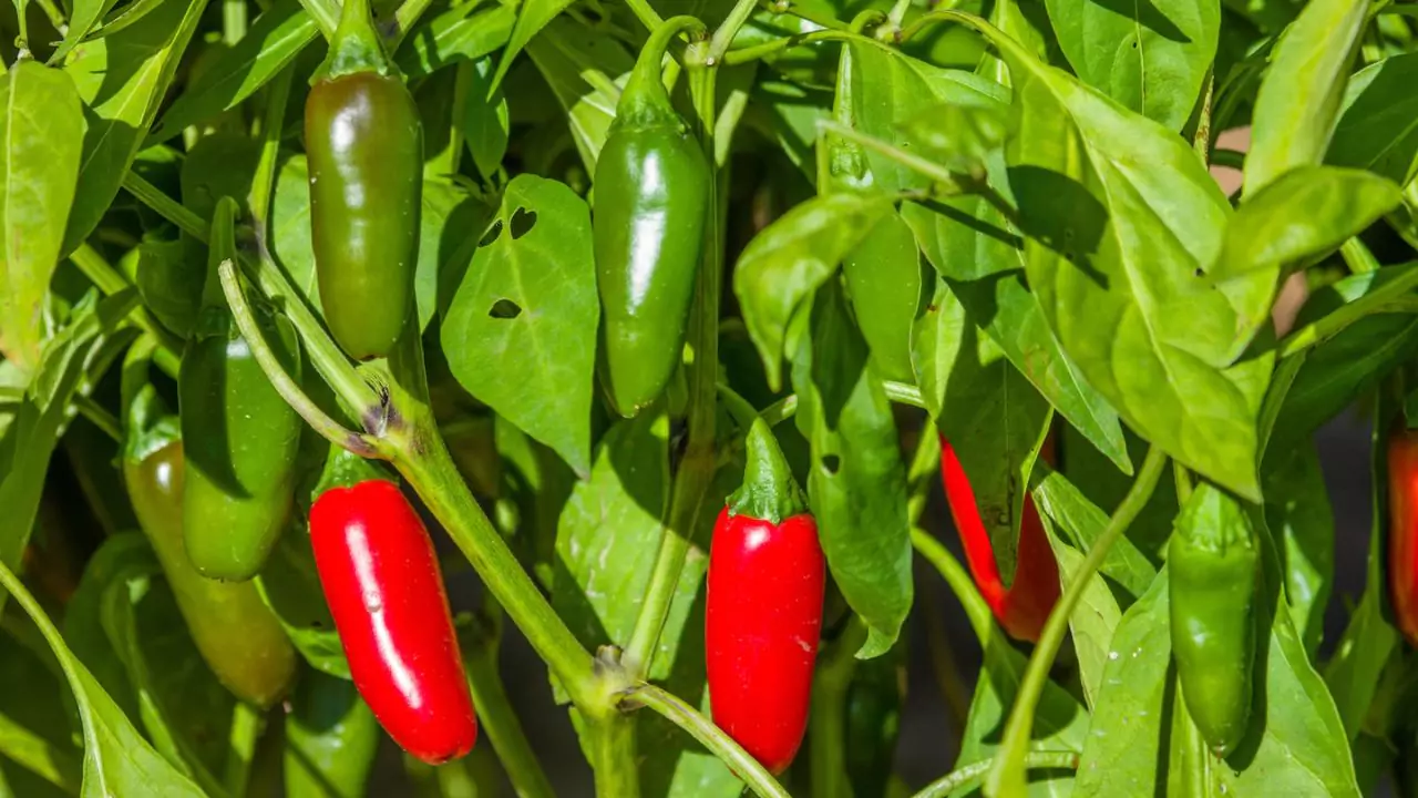 Grower’s Guide for Jalapeños In a Pot