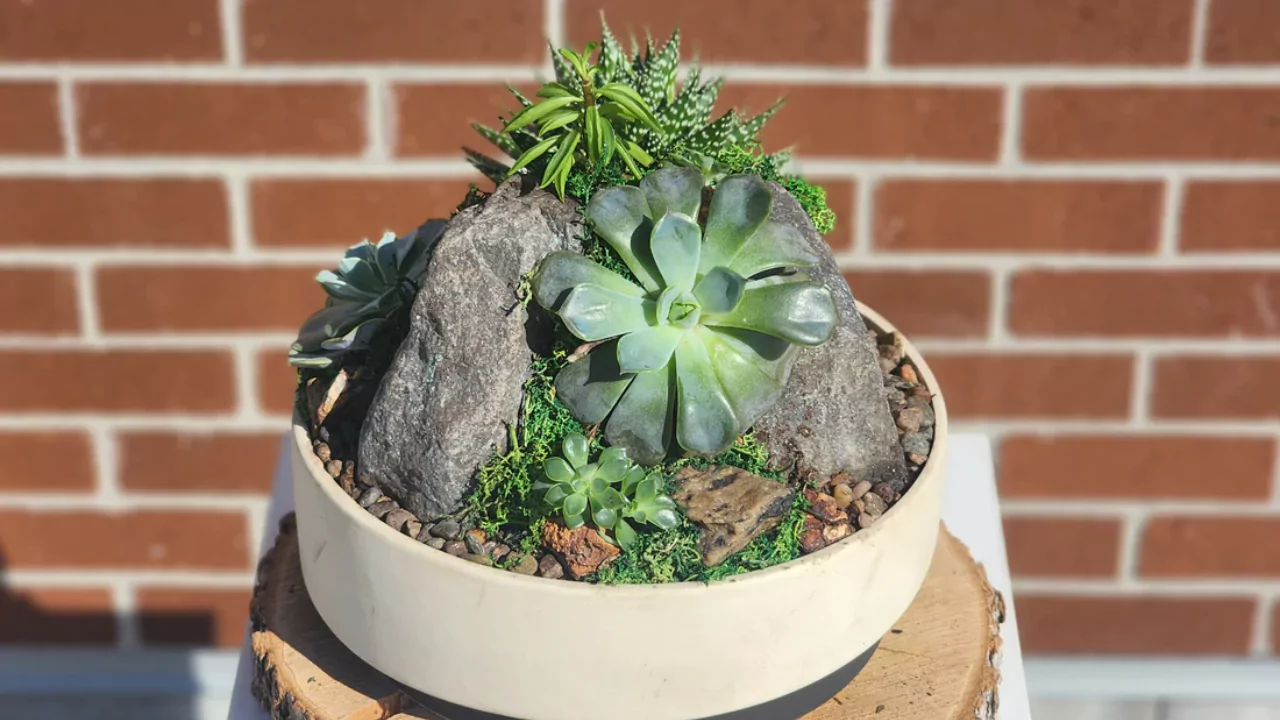 Growing succulents