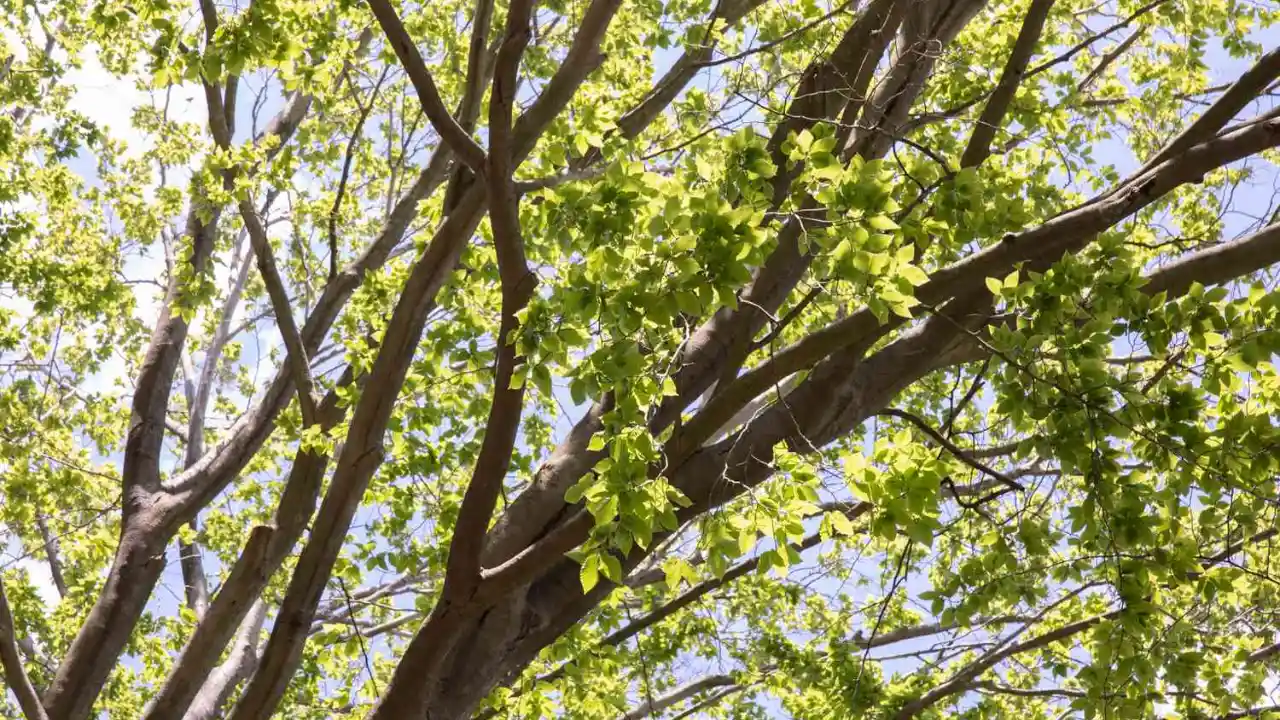 How Much Does A Tree Weigh? 4 Hardwood beech tree