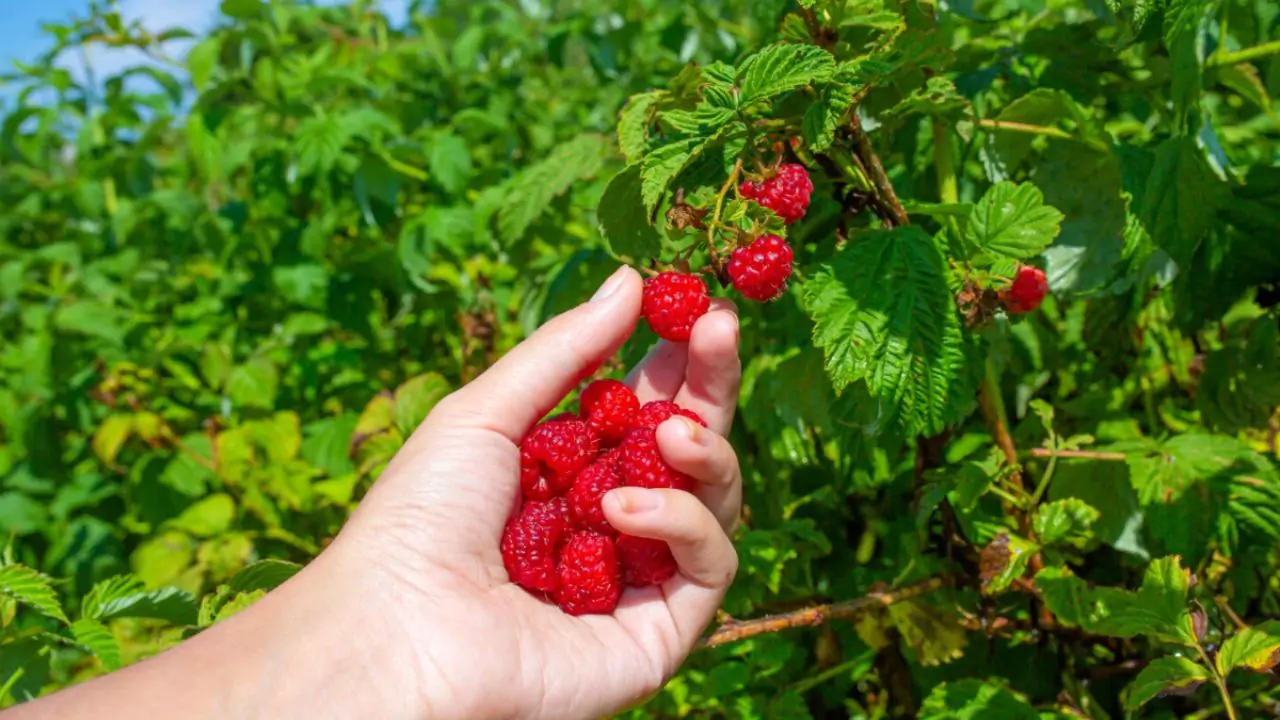 Harvest raspberries 1