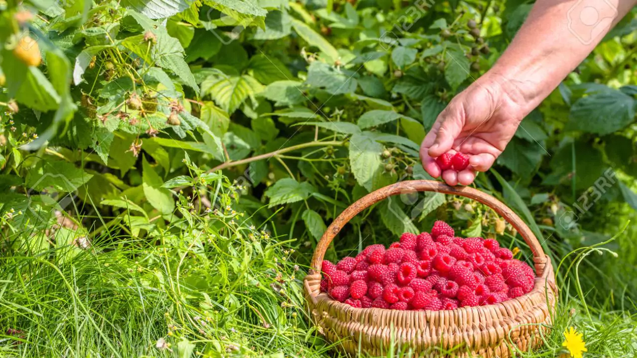 Growers Guide For Raspberries In Texas