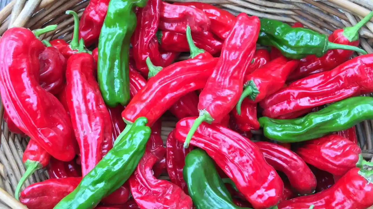 How To Grow Shishito Peppers in Pots 2 Harvesting Shishito peppers