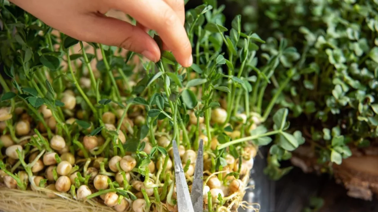 How to Harvest Microgreens In Six Easy Steps