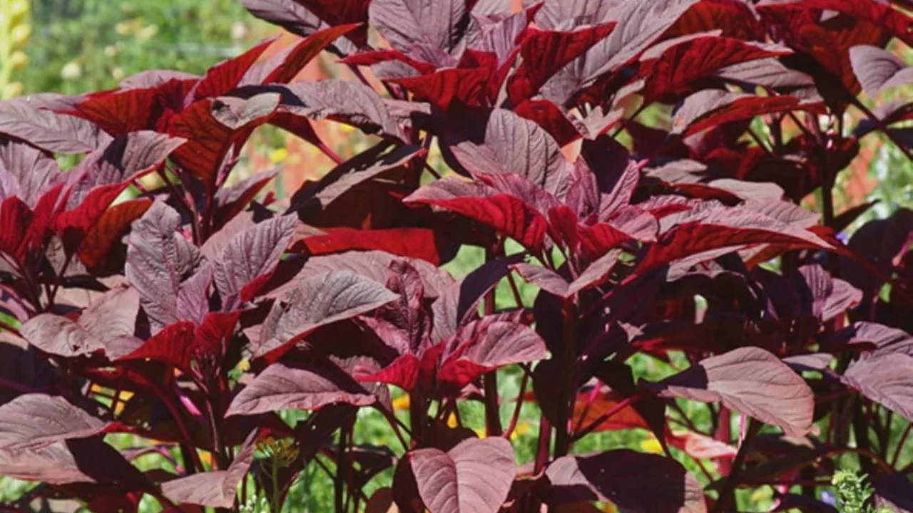 Harvesting red spinach