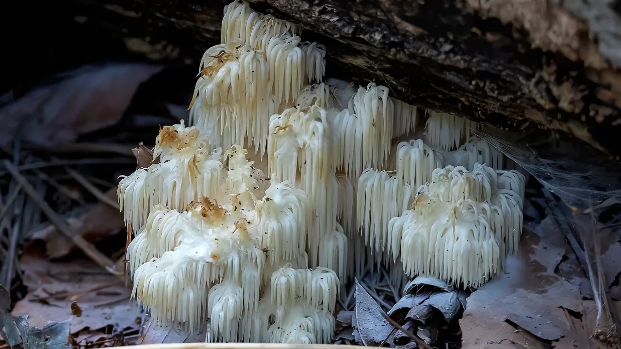 How Expensive Is Lions Mane Mushroom? 2 Health benefits of Lions Mane Mushrooms