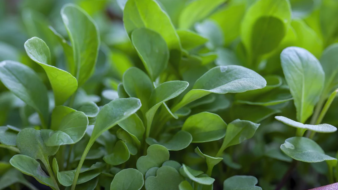 Health benefits watercress