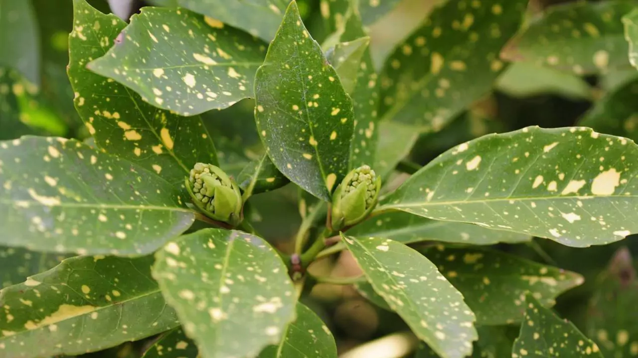 Healthy Gold Dust plant