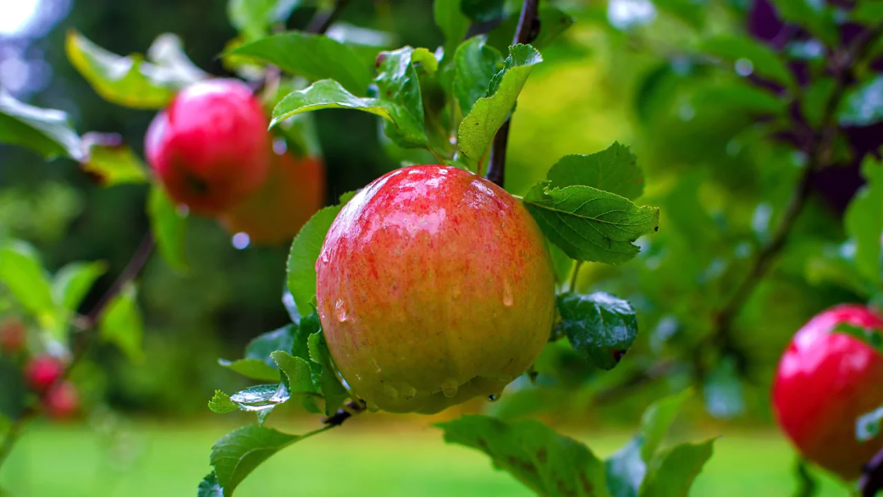 Healthy apples