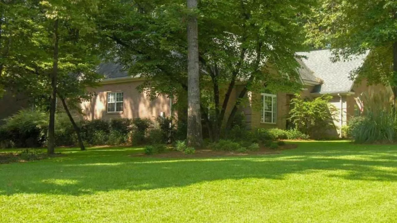 Healthy centipede grass 1