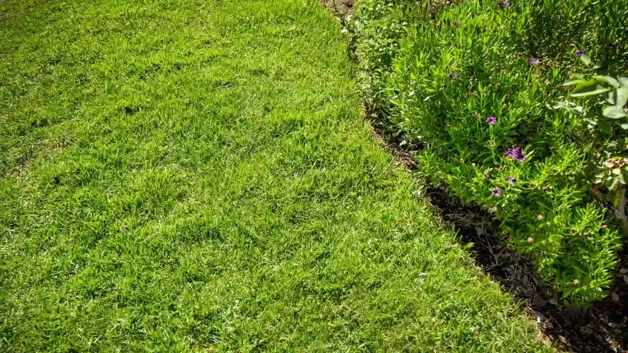 Healthy centipede grass