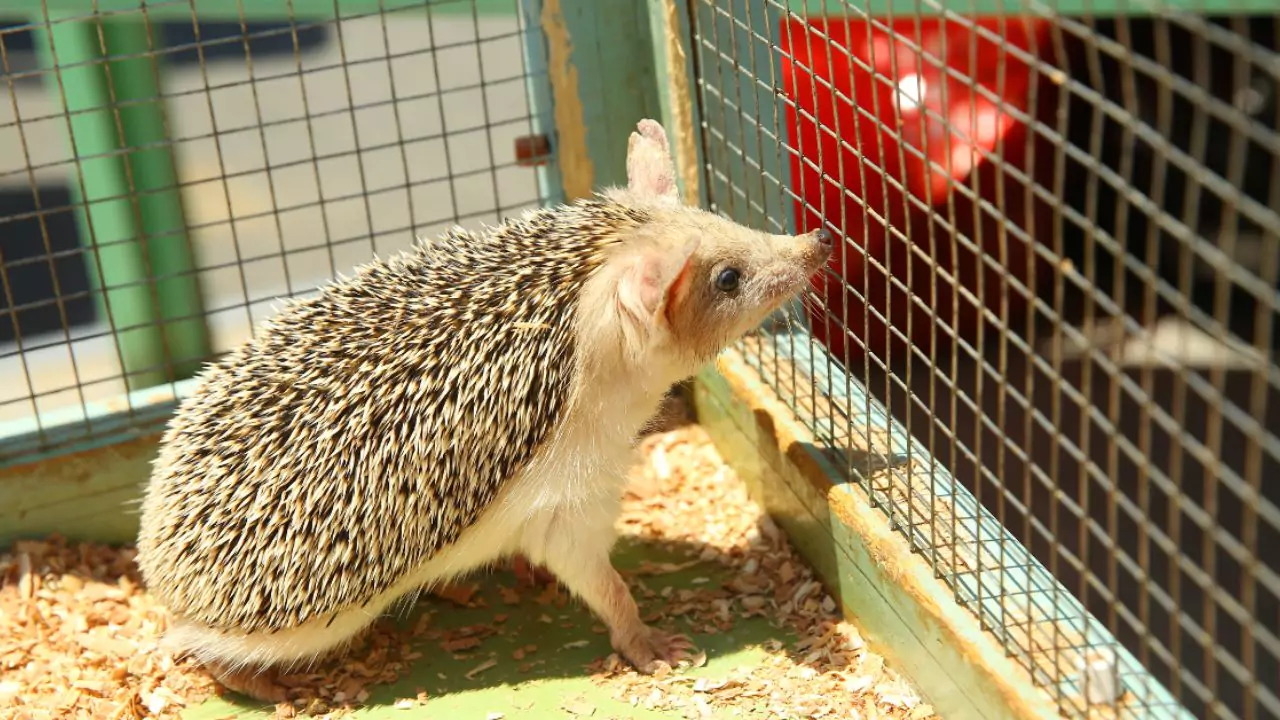 The Complete Hedgehog House and Bedding Guide