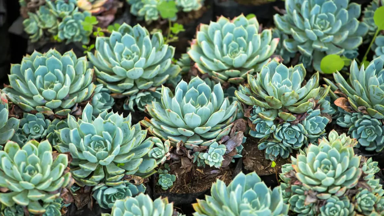 15 Kid-Safe Plants for Play Spaces (Indoors & Outdoors) 6 Hen and Chick plant