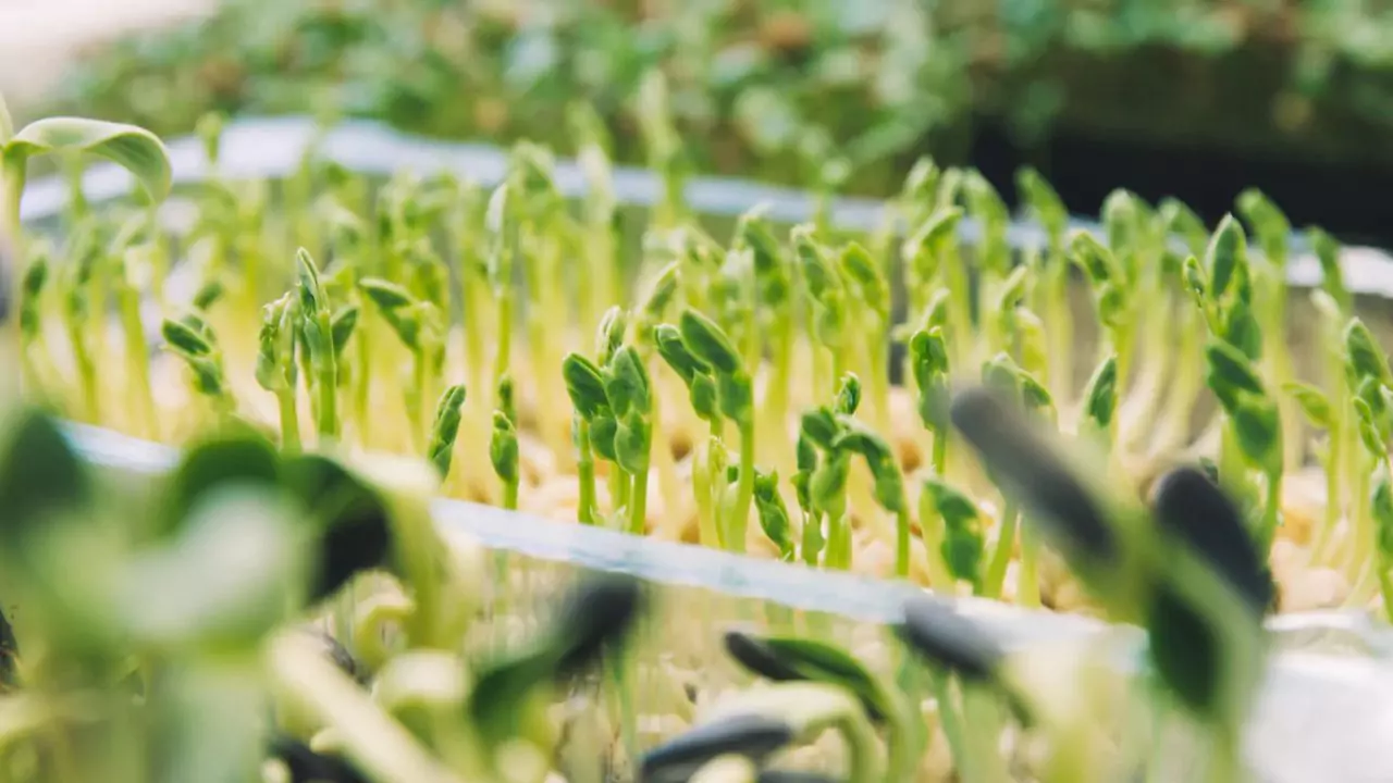 My Favorite Trays for Growing Microgreens at Home 2 Holes