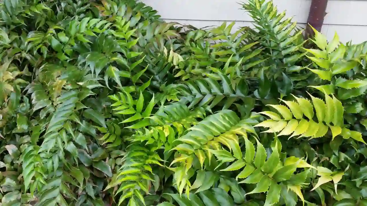 21 Hardy Fern Varieties 3 Holly fern