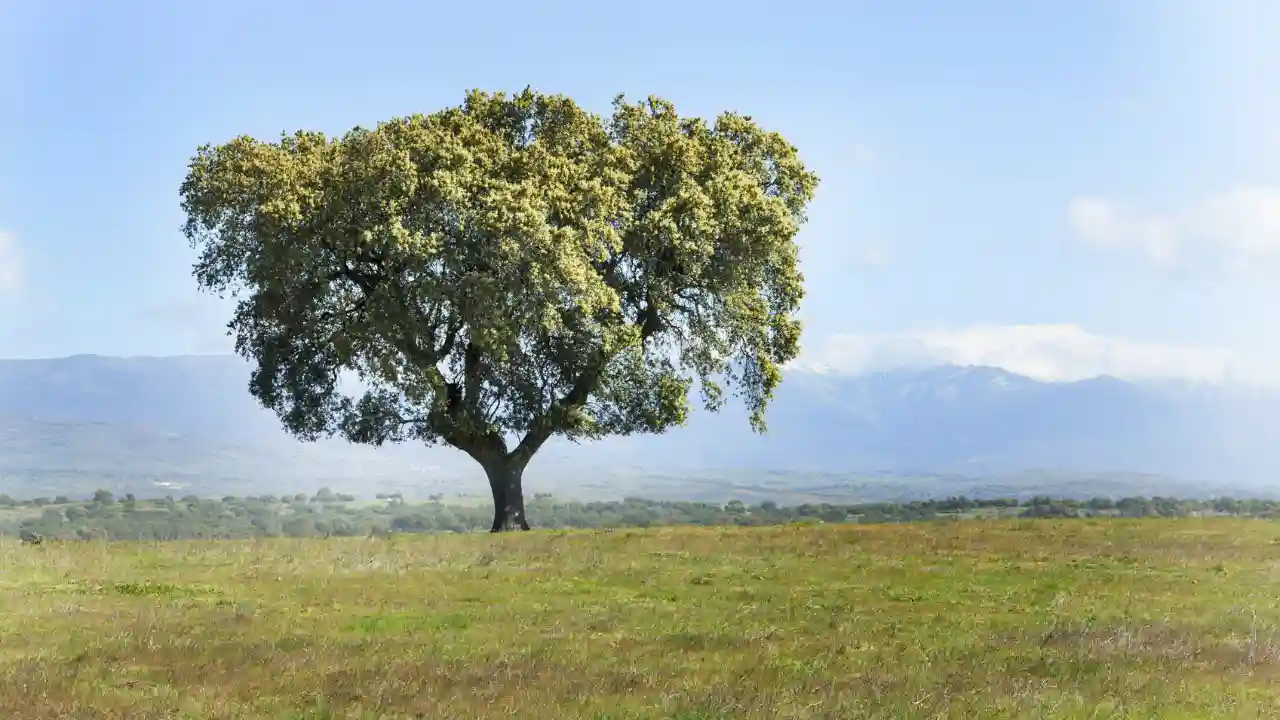 How Much Does A Tree Weigh? 1 Holm Oak