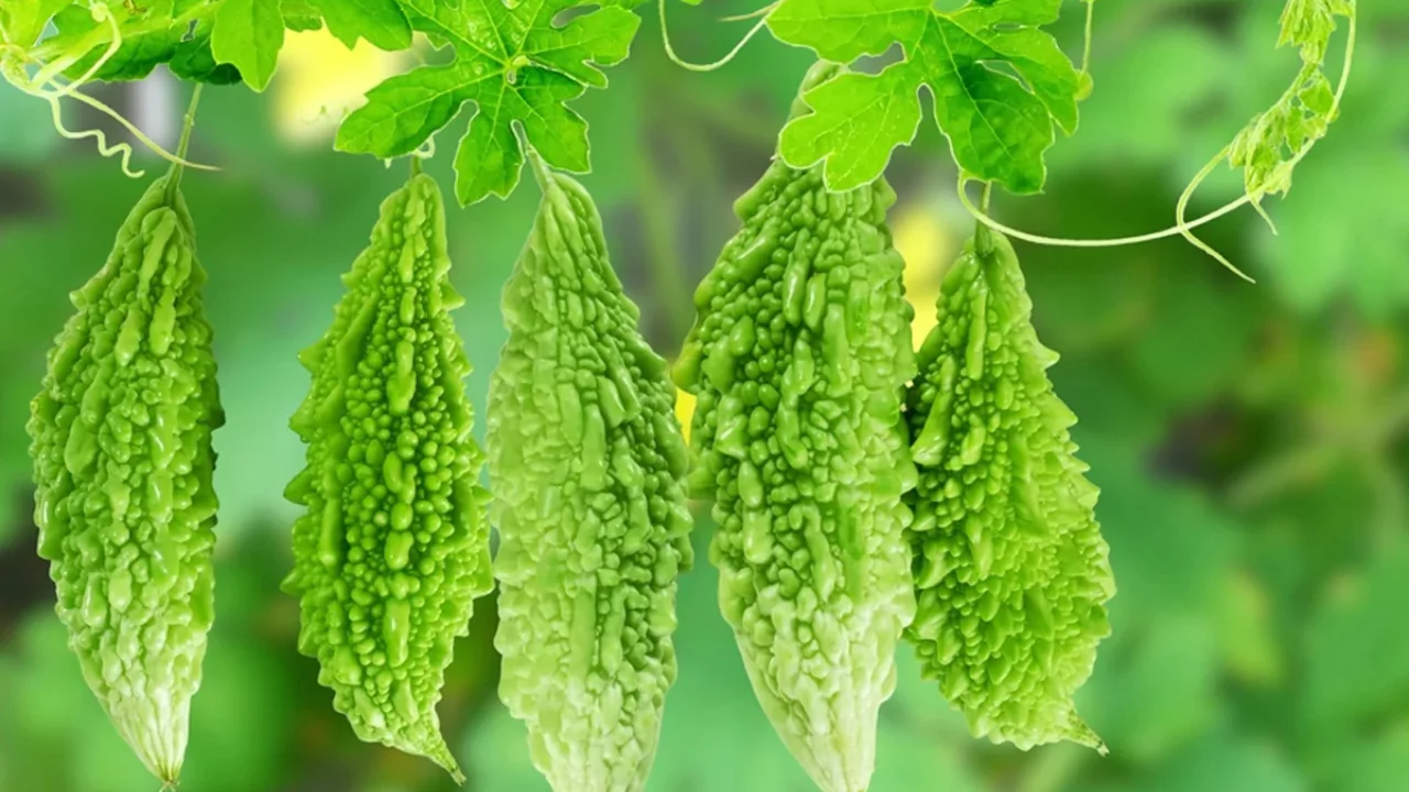 Homemade fertilizers for Bitter Gourds