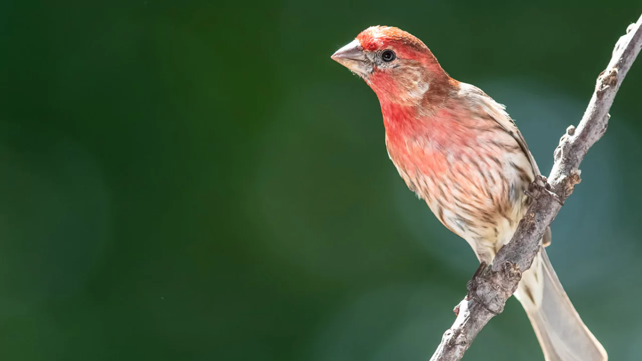 House Finch
