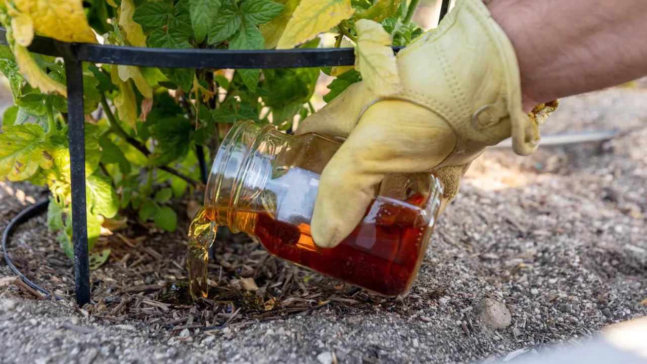 How Do You Apply Compost Tea