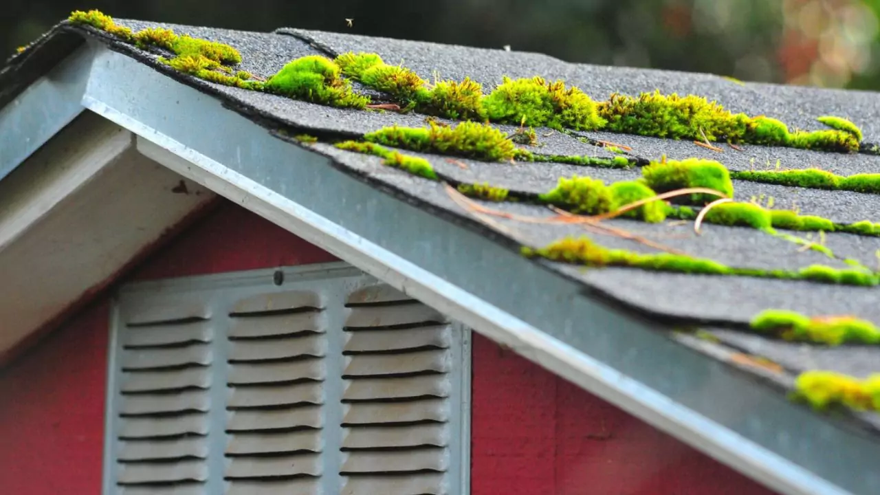 Best Roof Moss Killer