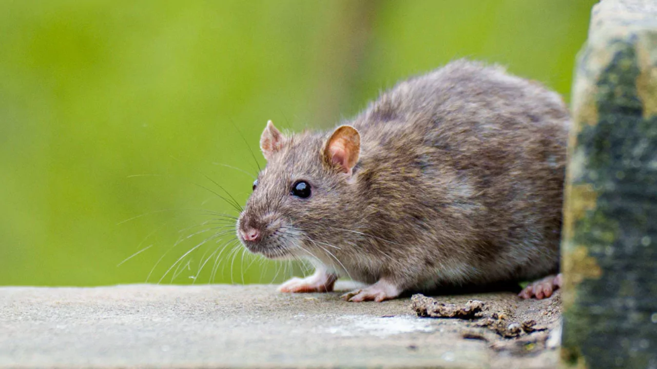 How to deal with rats 1