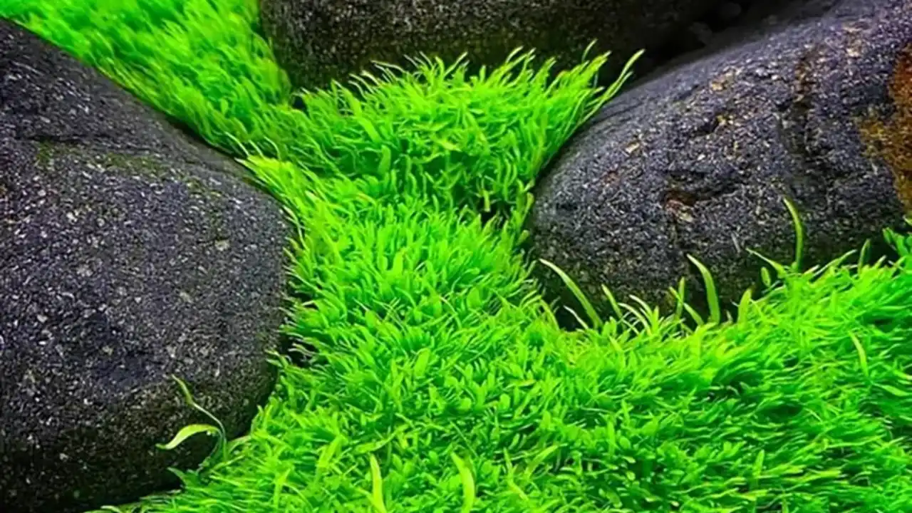 How to grow Utricularia graminifolia submersed 1
