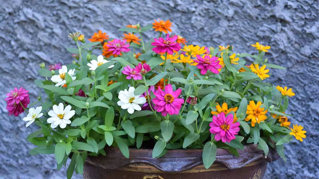 Complete Guide to Growing Zinnias in Pots 1 How to grow Zinnias in pots 1