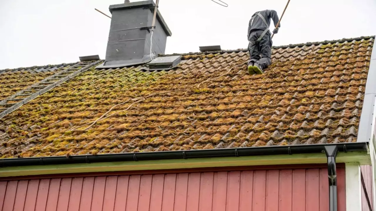 How to kill roof moss