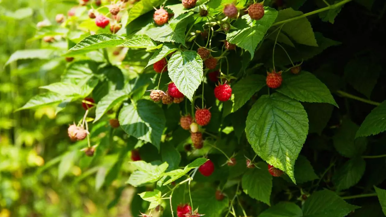 How to prune raspberry plants