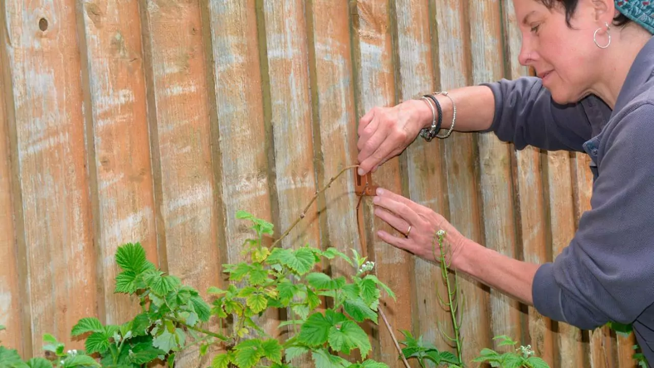 How to support raspberry bushes