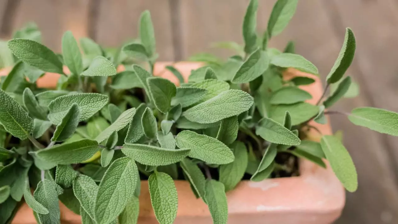 Why Are My Sage Leaves Turning Black? 2 Humidity sage 1
