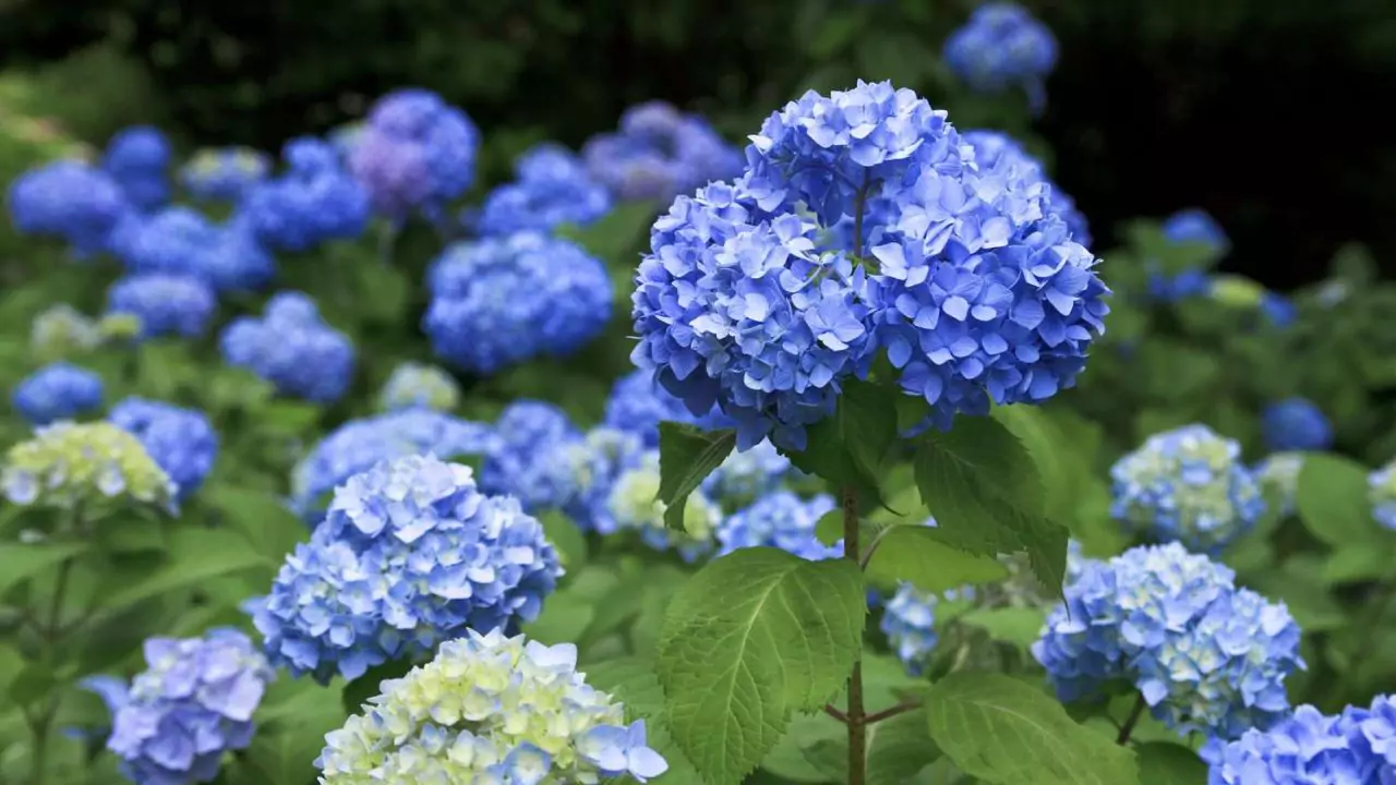 Seasonal Guide To Japanese Flowers 7 Hydrangea flower