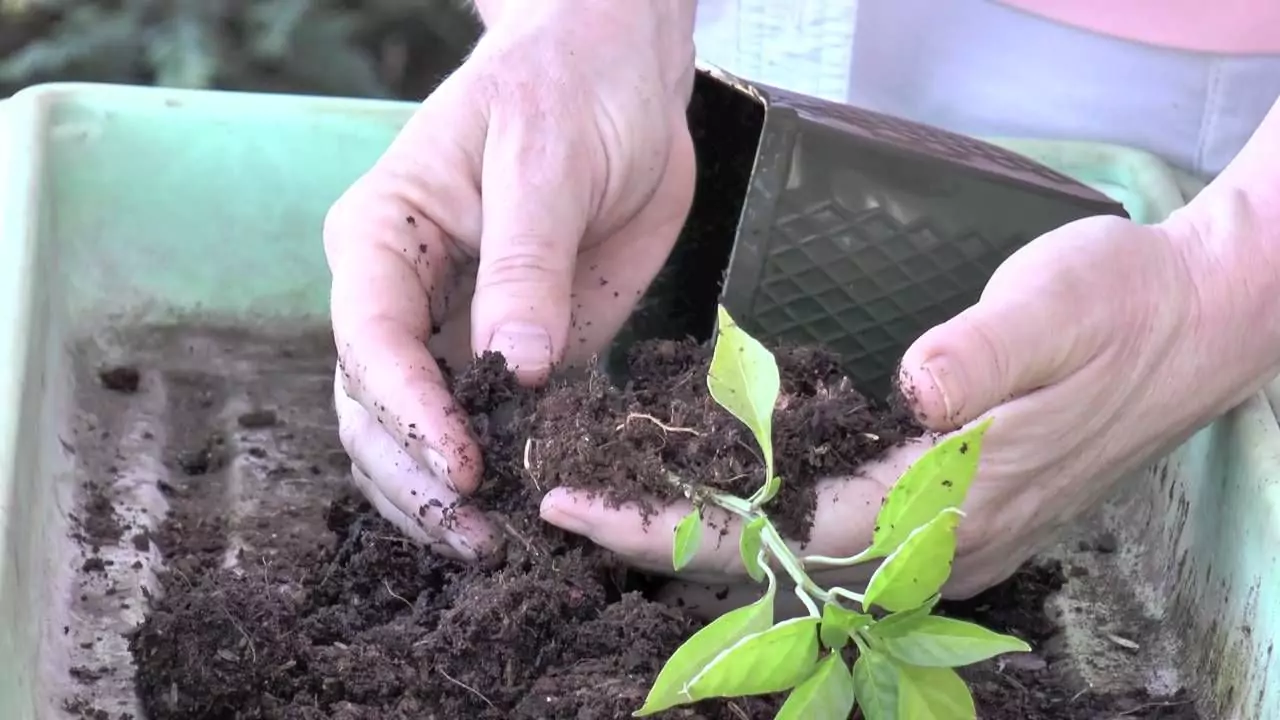 How to Fix Hydrophobic Soil in Your Home 1 Hydrophobic soil