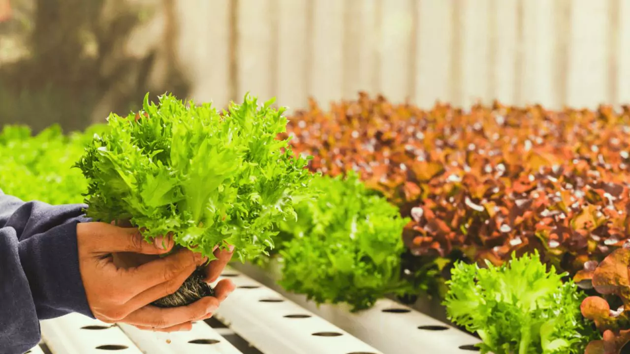 Do Hydroponic Plants Grow Faster