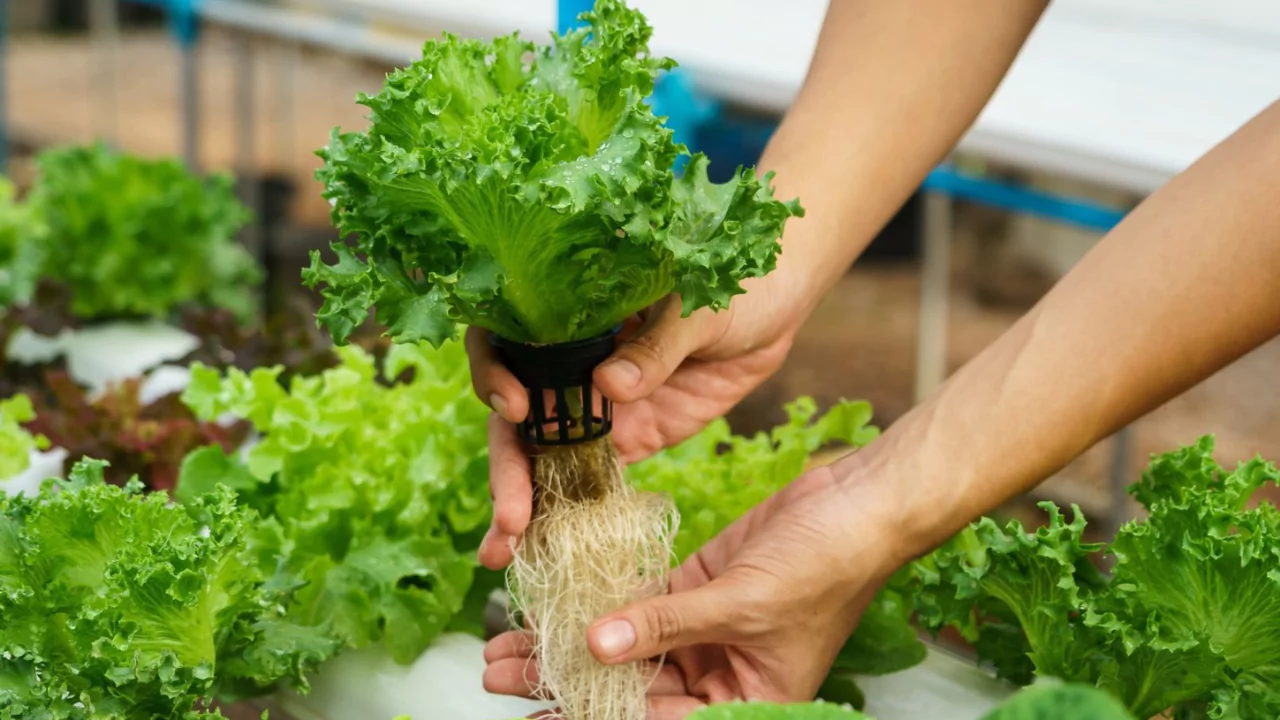 Can You Use Foam as A Hydroponic Growing Medium? 1 Hydroponics growing medium