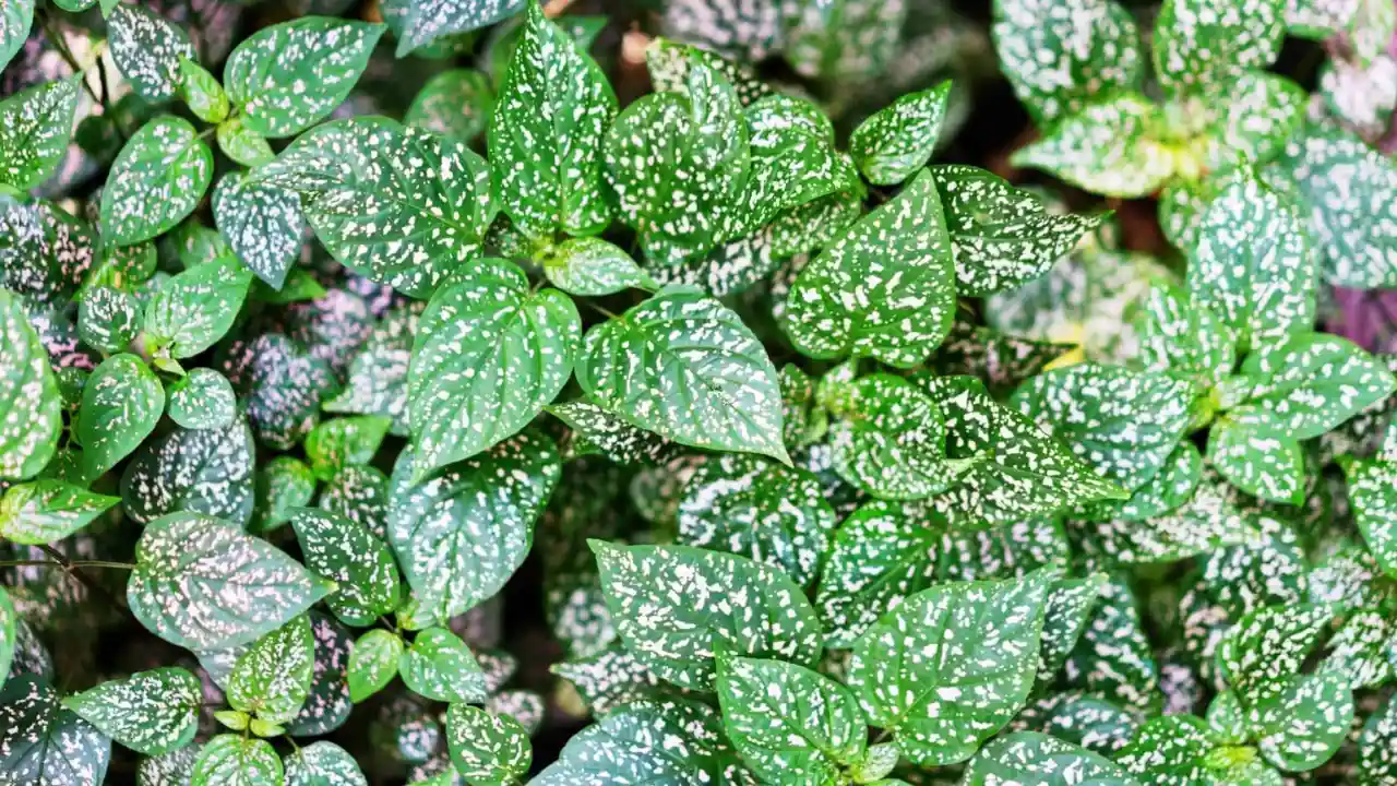 Hypoestes Phyllostachya