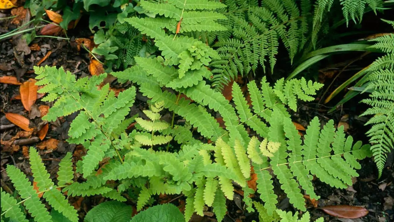 21 Hardy Fern Varieties 6 Interrupted fern