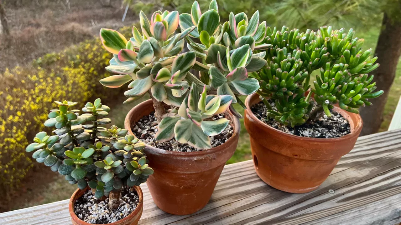 Jade plant