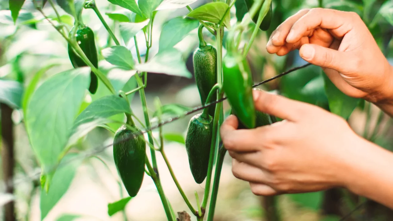 Grower’s Guide for jalapenos In a Pot 4 Jalapenos harvest