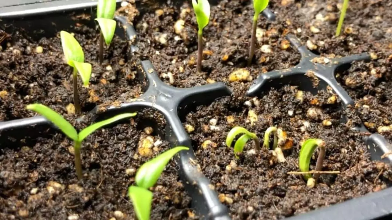 Grower’s Guide for jalapenos In a Pot 2 Jalapenos seeds