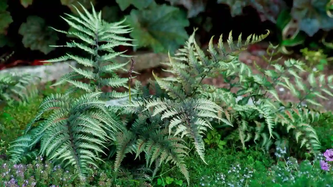 21 Hardy Fern Varieties 2 Japanese Painted fern