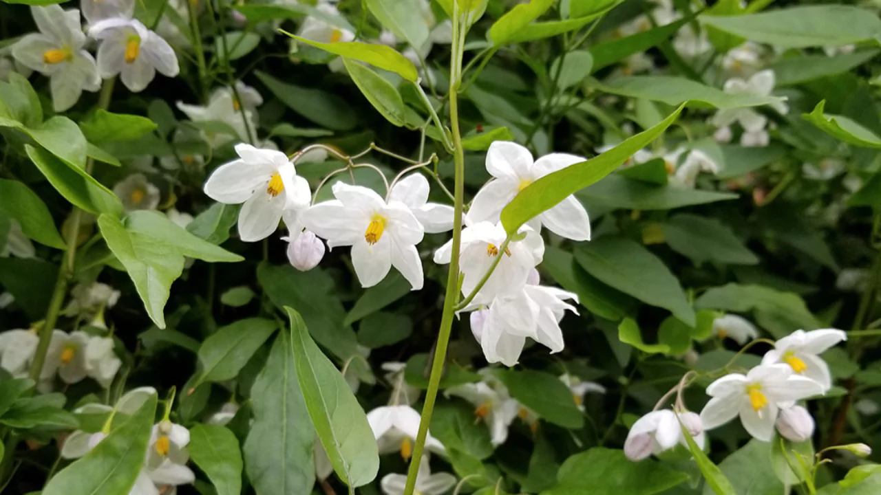 10 Trees With White Flowers