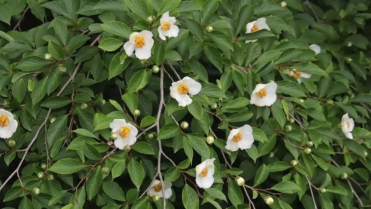 Japanese Stewartia