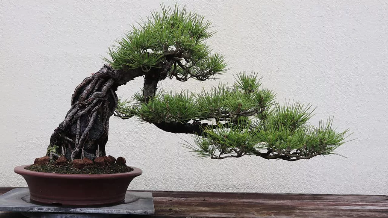 Japanese style Pine tree