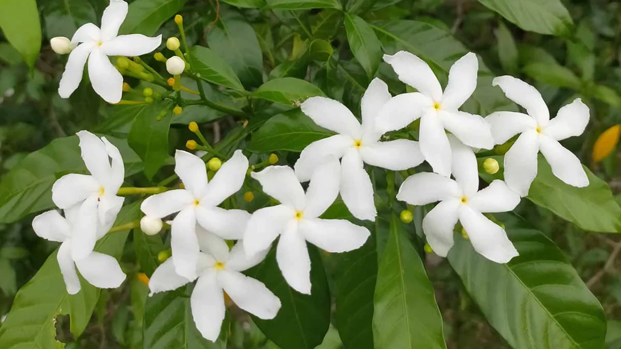 9 Shrubs That Smell Nice